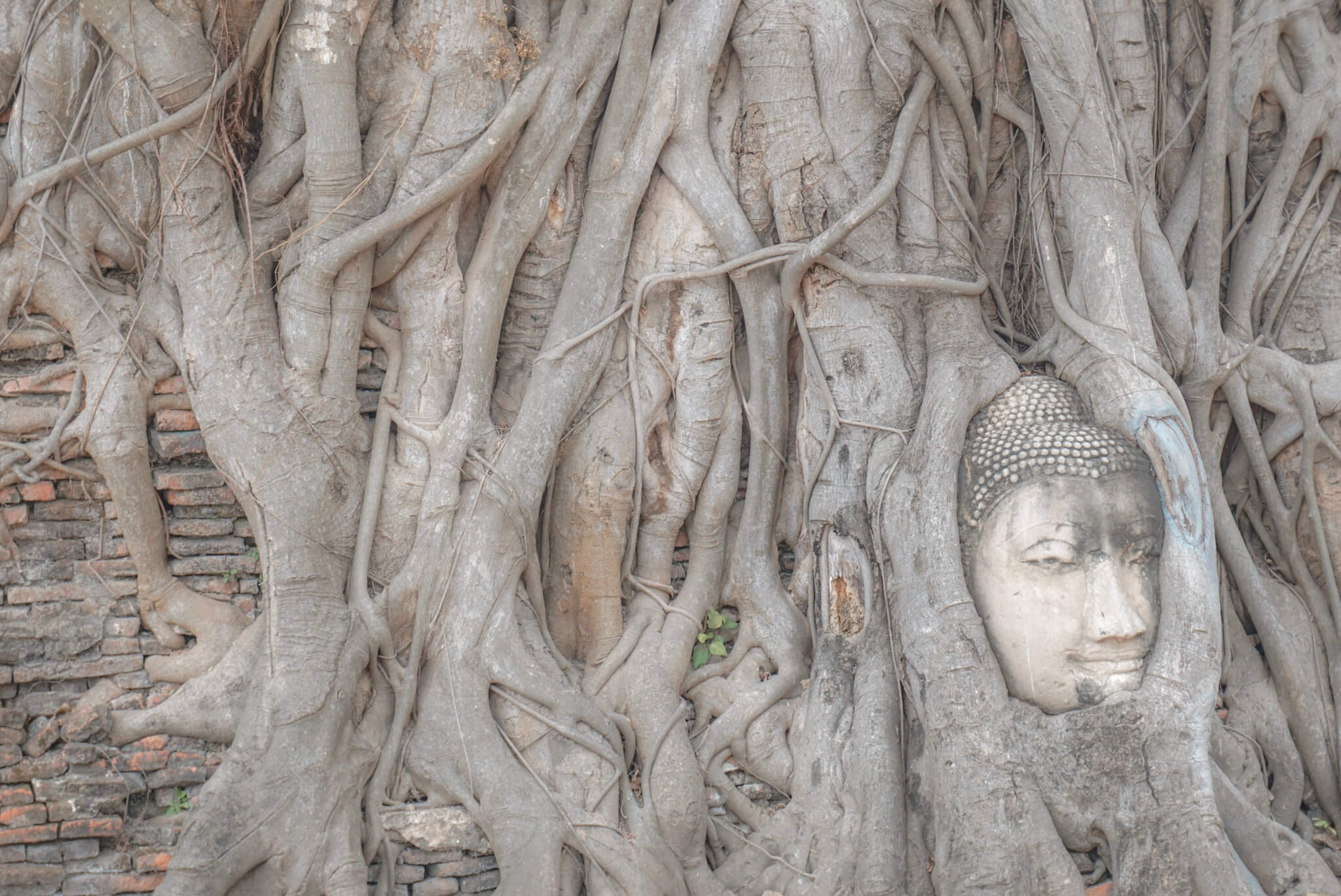 voir tete racines ayutthaya thailande