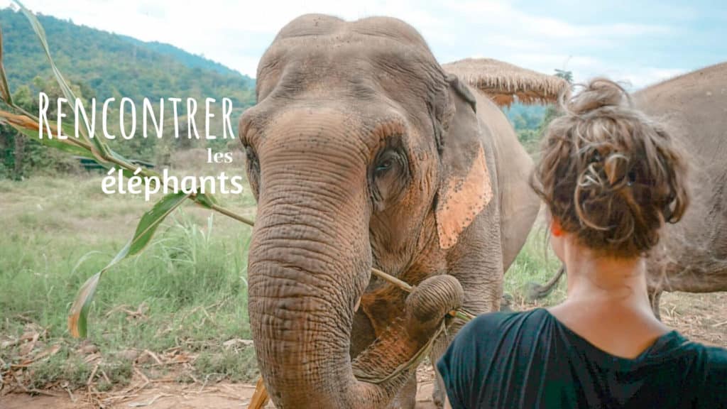 rencontrer les éléphants en thailande sans se tromper