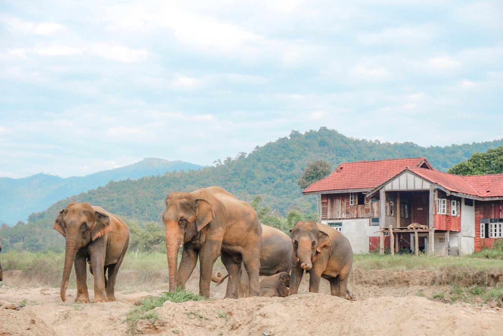 centre protection éléphants thailande