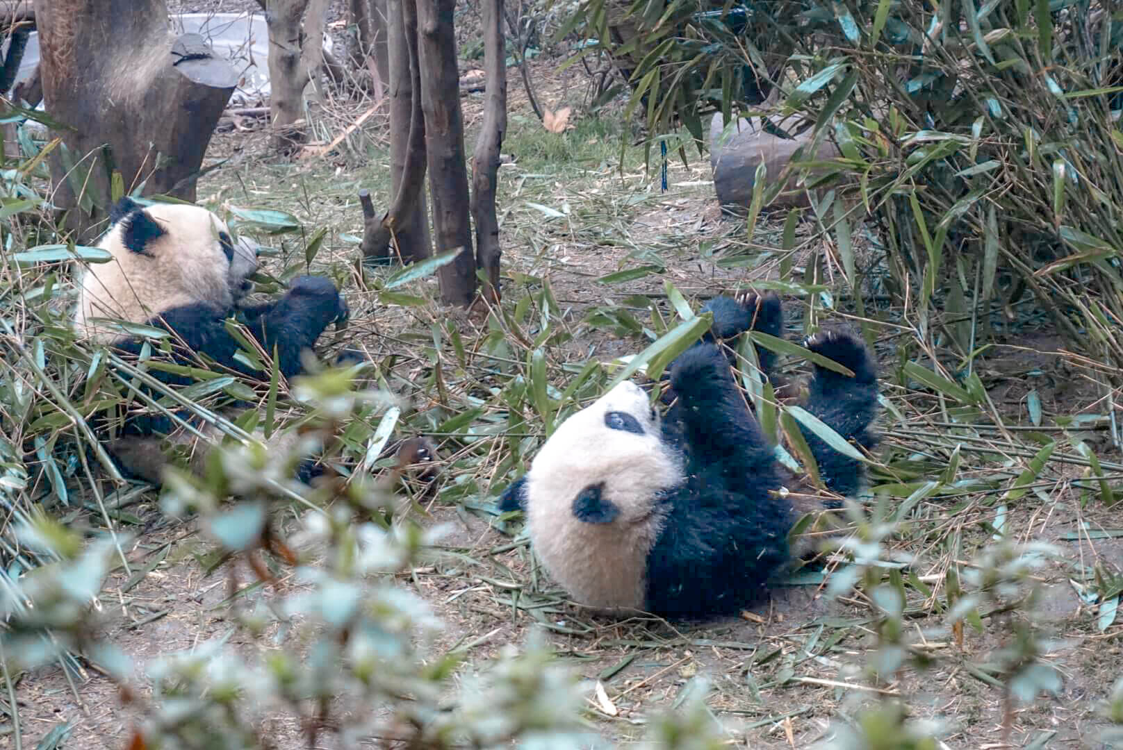 comment voir les pandas de chengdu reveillés