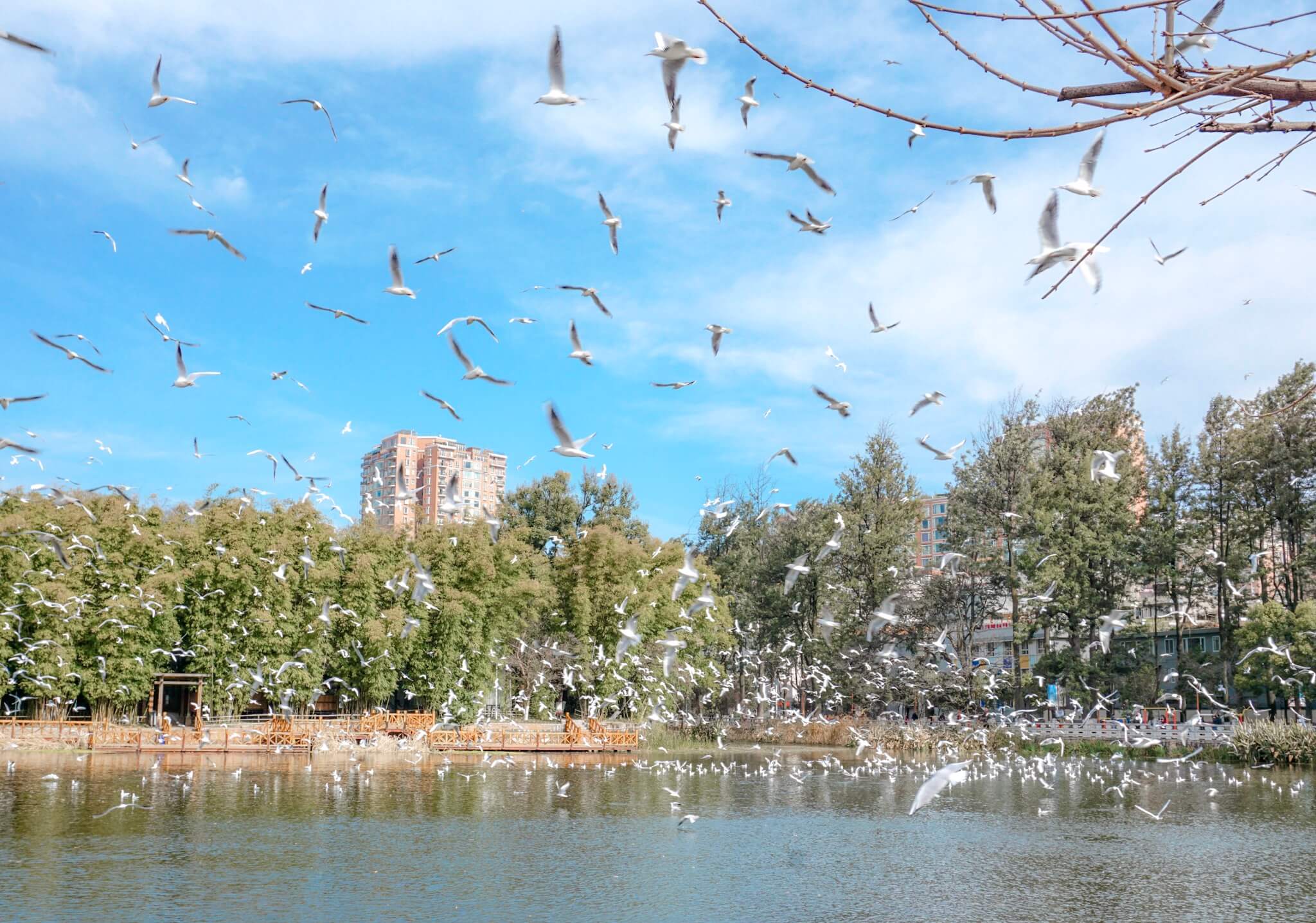 nourrir les oiseaux découvrir kunming parc du lac vert chine