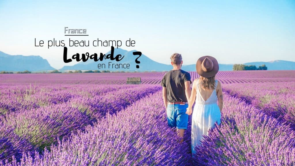 plus beau champ de lavande