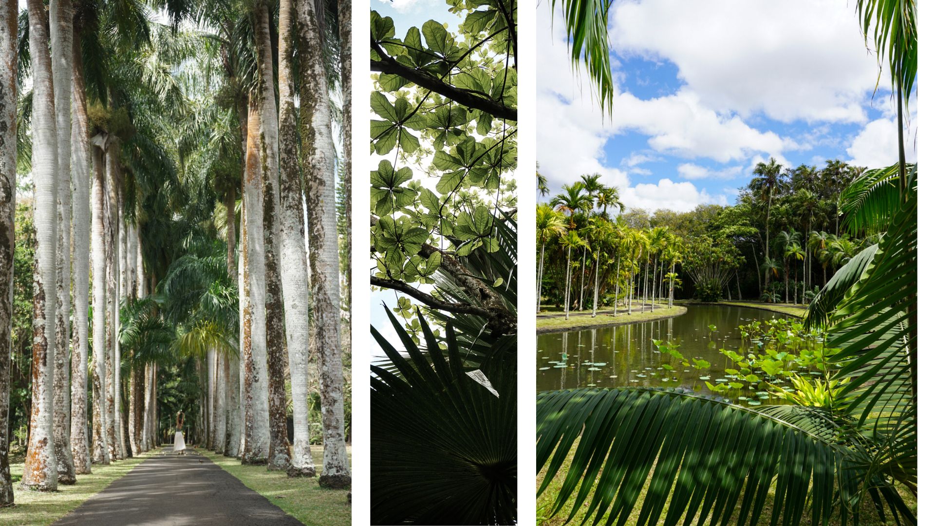 jardin aux pamplemousse ile maurice