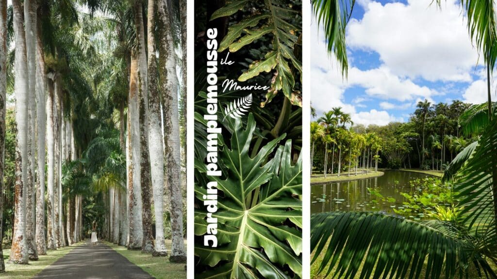 jardin des pamplemousse ile maurice