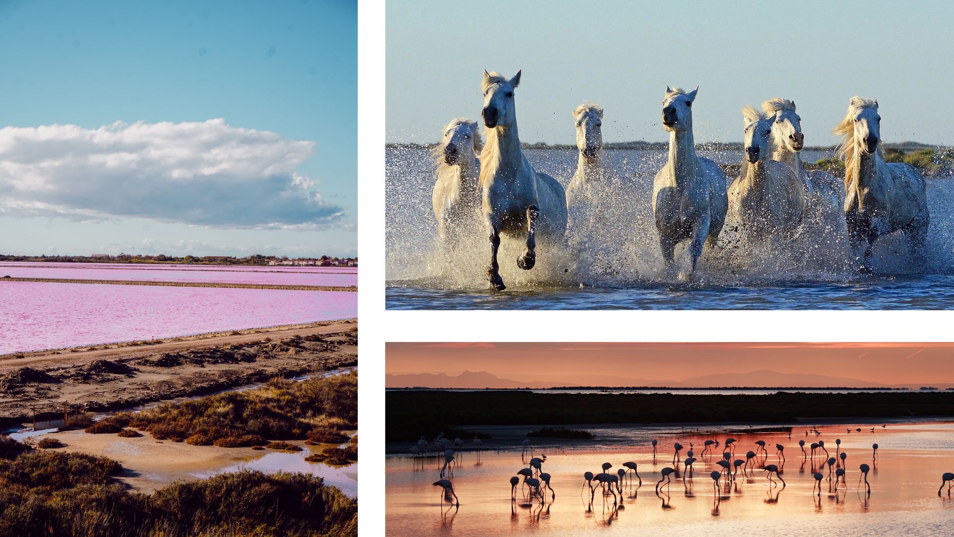 camargue arles
