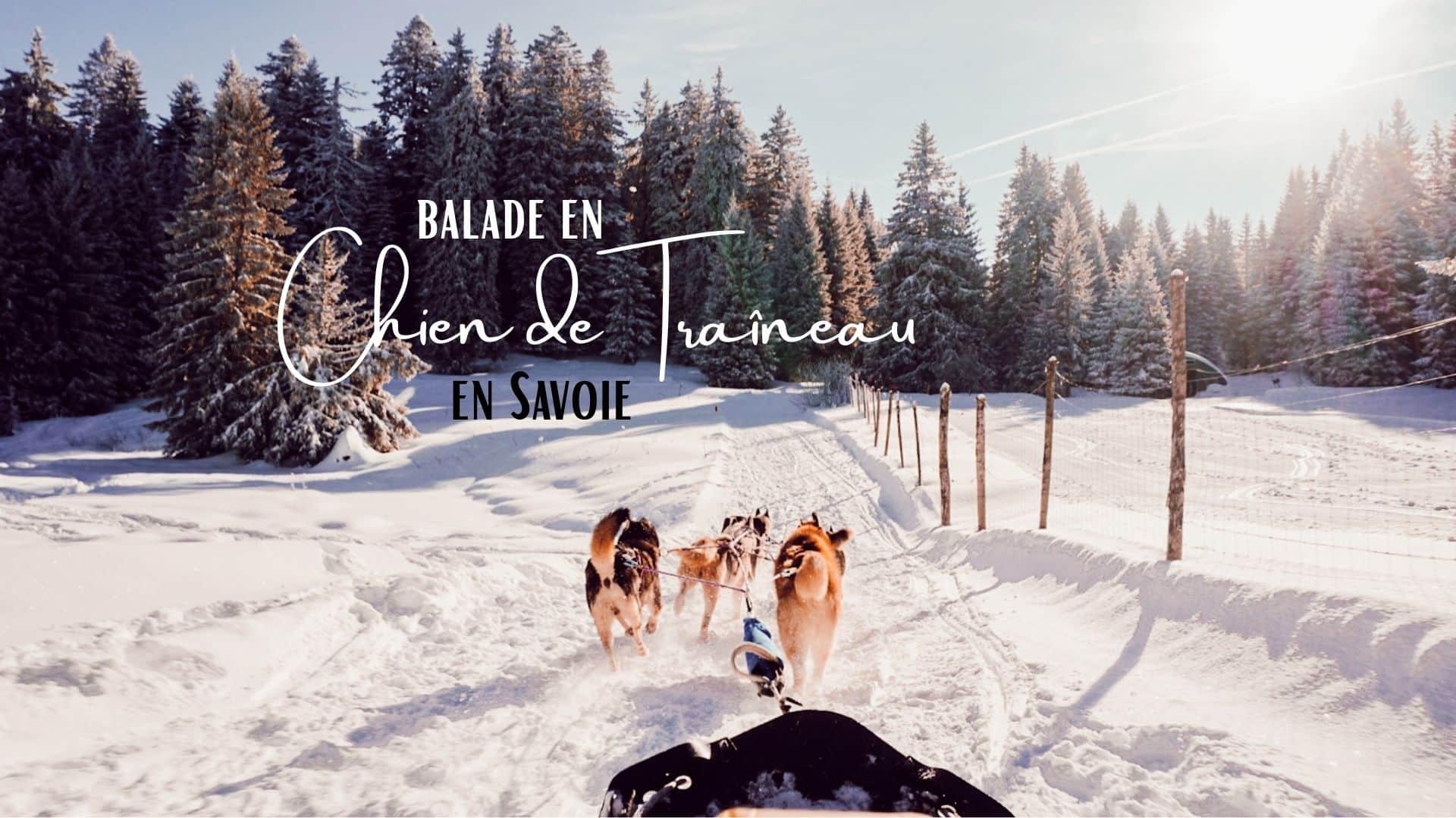 chien de traineau savoie